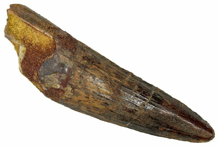 Fossil Spinosaurus Tooth - Real Dinosaur Tooth #353028